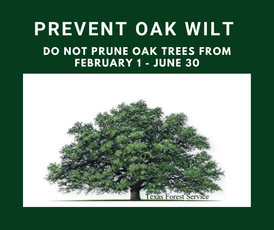 Oak Pruning ends Feb 1
